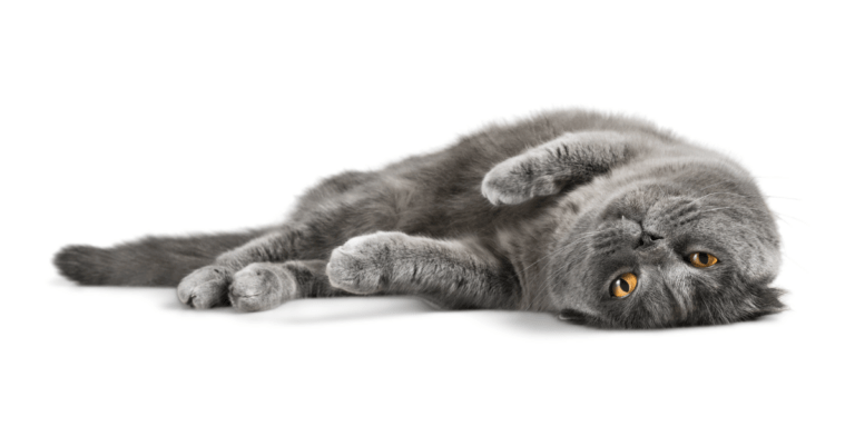 a gray cat laying around