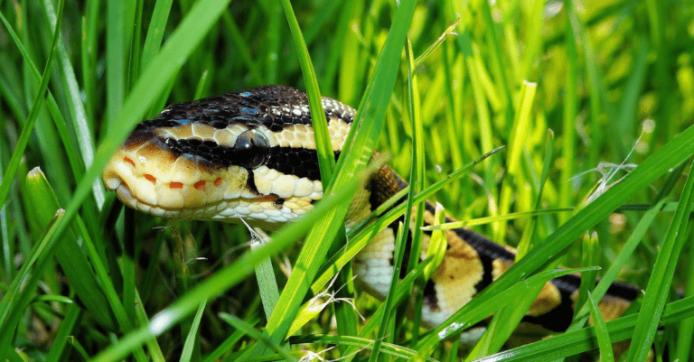 a snake hiding in the grass