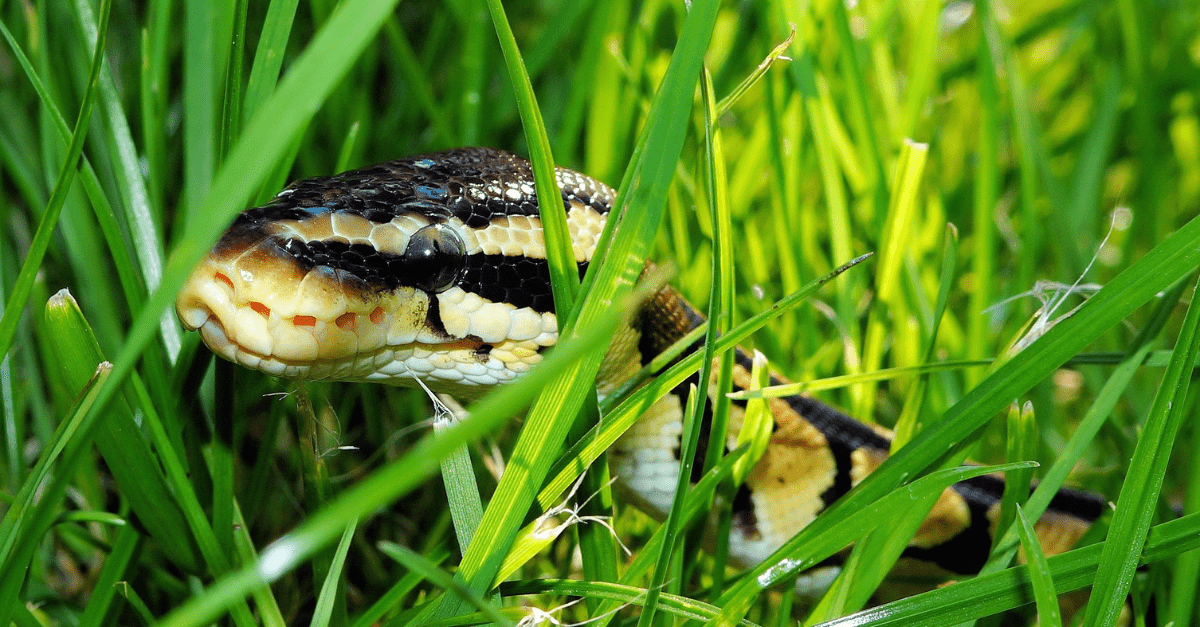 How to Keep Snakes Out of Your Yard - Quick and Dirty Tips
