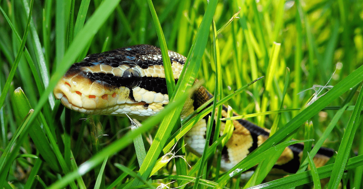 https://www.quickanddirtytips.com/wp-content/uploads/2016/03/how-to-keep-snakes-out-of-your-yard.png