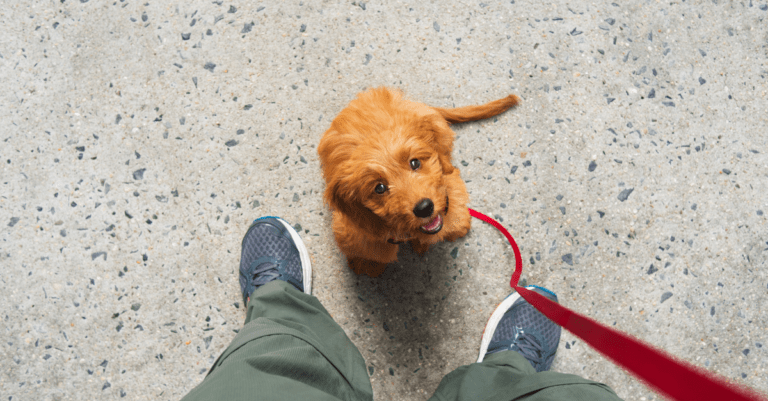 a puppy dog on a leash looking up at its owner