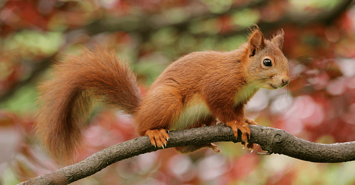How to Get Squirrels Out of Your Yard - Quick and Dirty Tips