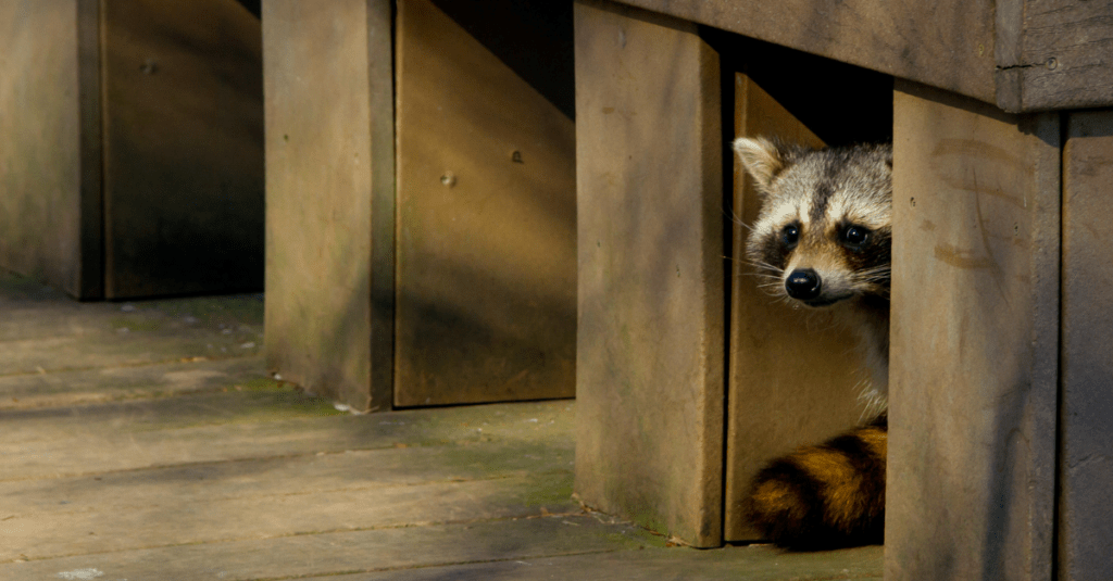 How to Get Rid of Raccoons, Possums, and Skunks in Your Yard