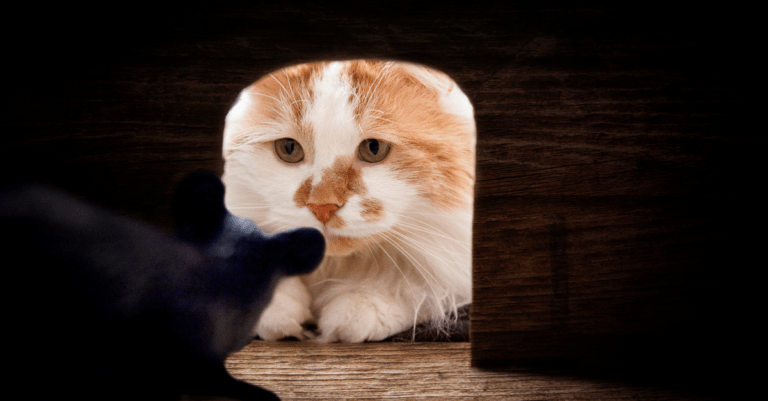 a cat sitting outside of a mouse hole