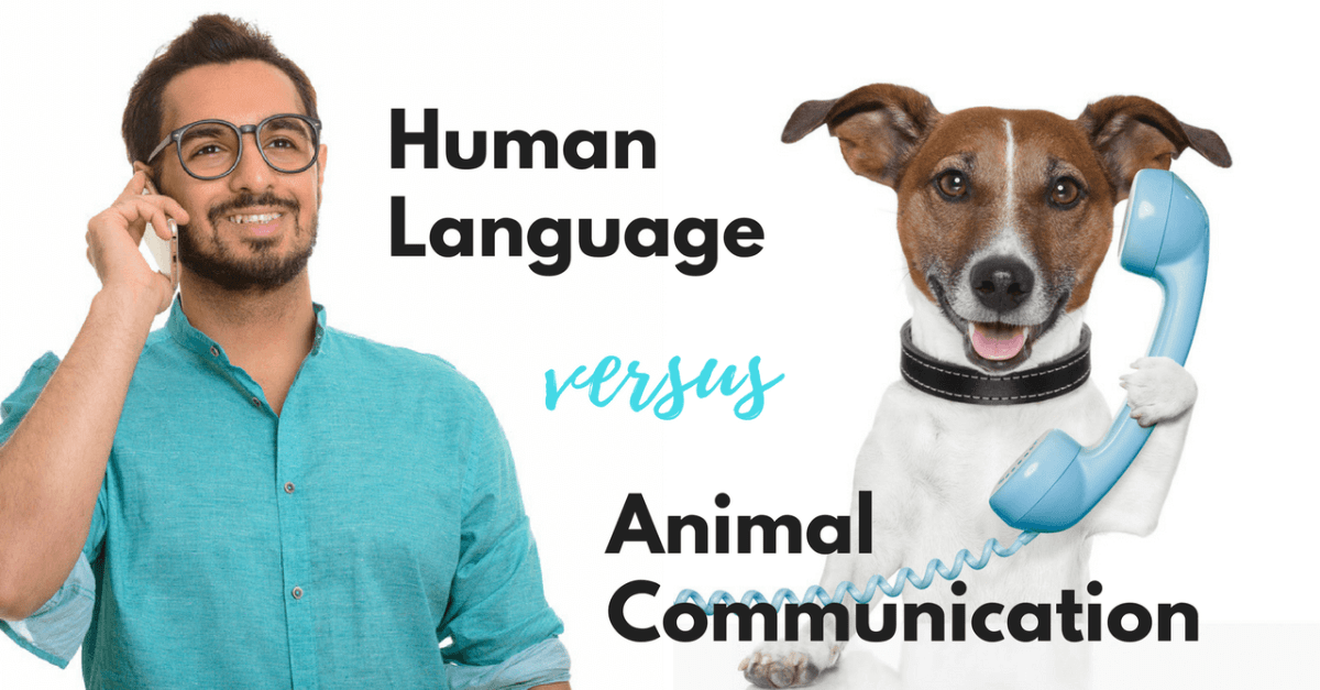 How Human Language Is Different From Animal Communication - Quick and Dirty  Tips