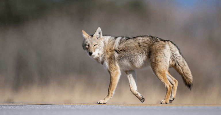 a coyote on the prowl