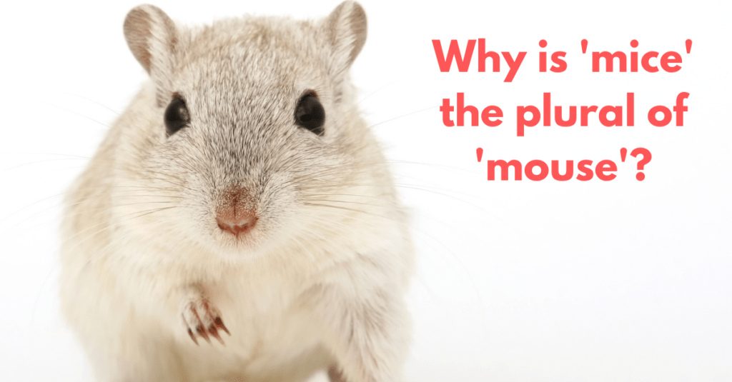 What Is the Plural of ‘Mouse’?