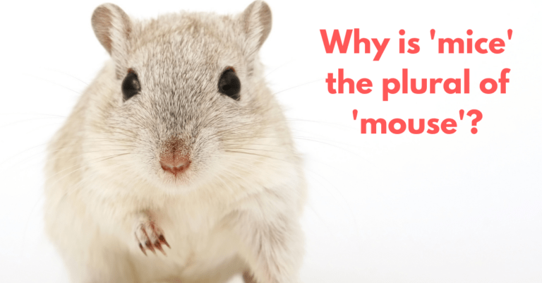 why is 'mice' the plural of 'mouse'?