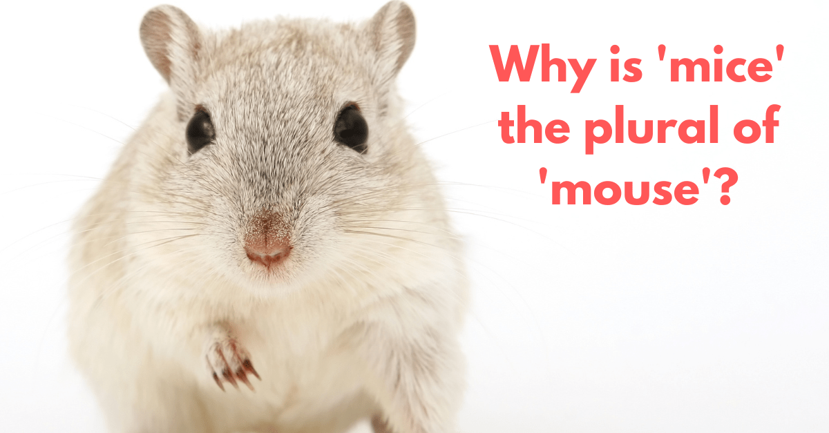 What Is the Plural of 'Mouse'? - Quick and Dirty Tips