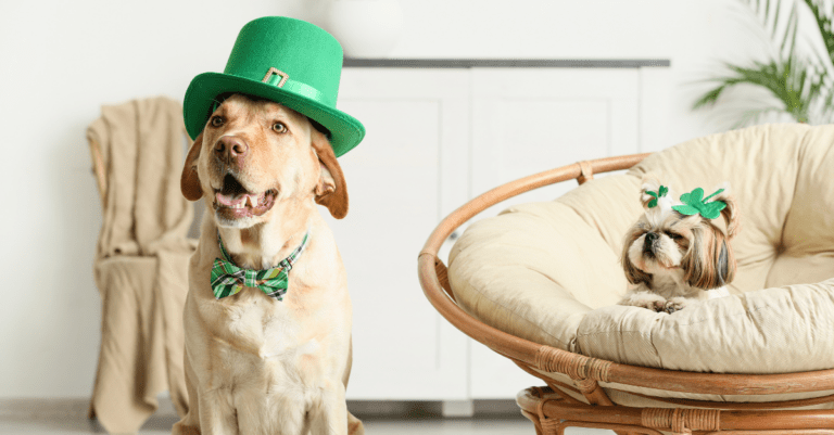 two dogs in green hats, bows, and bow ties