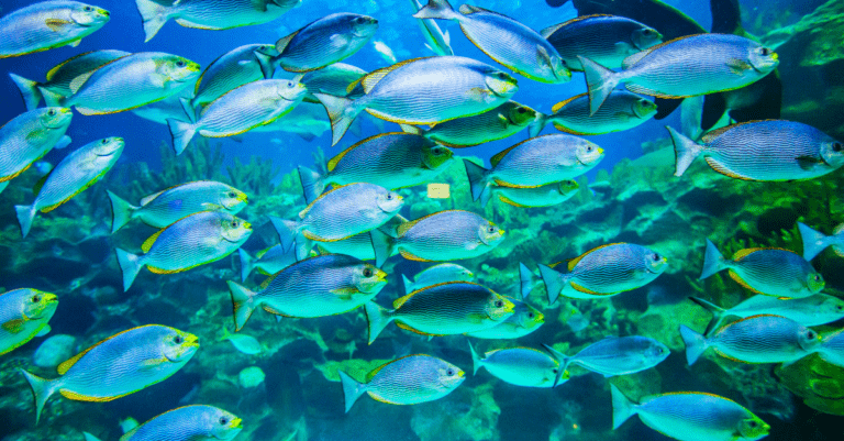 a group of silver fish swimming together