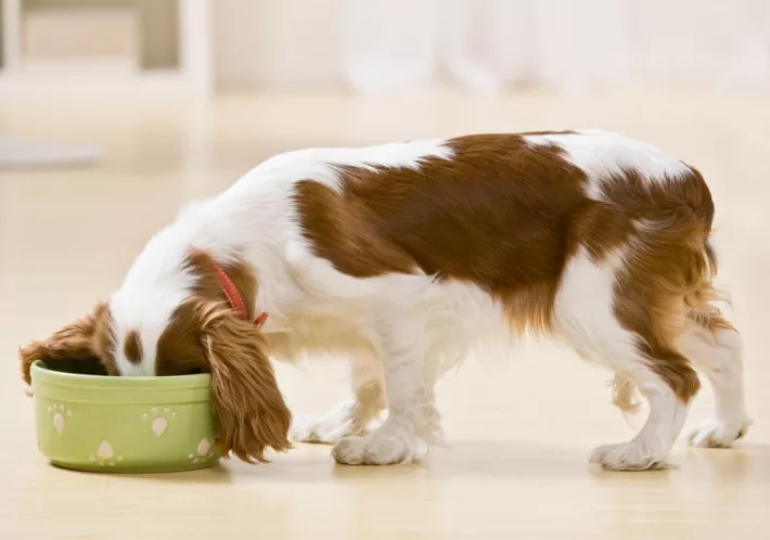 is it normal for dogs to hide their food