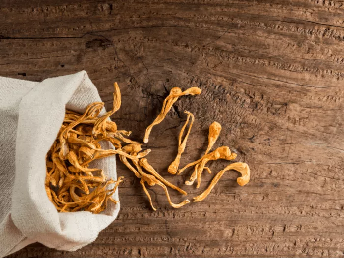 The Scientific Evidence for the Health Benefits of Cordyceps -59