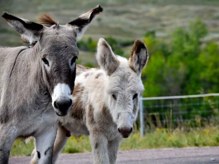 The image of a stubborn burro putting on perfume will help you remember how to spell "bureaucracy.