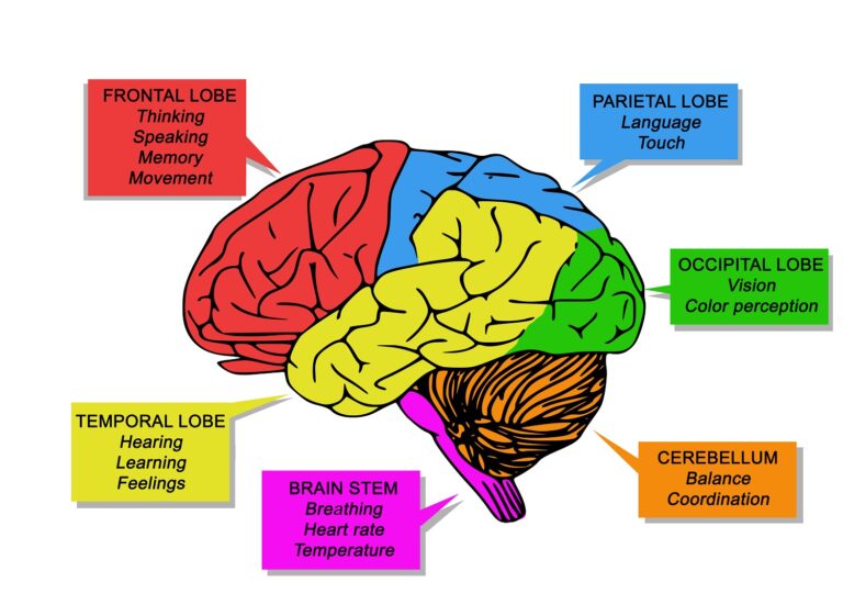 Graphic showing the functions of the brain.