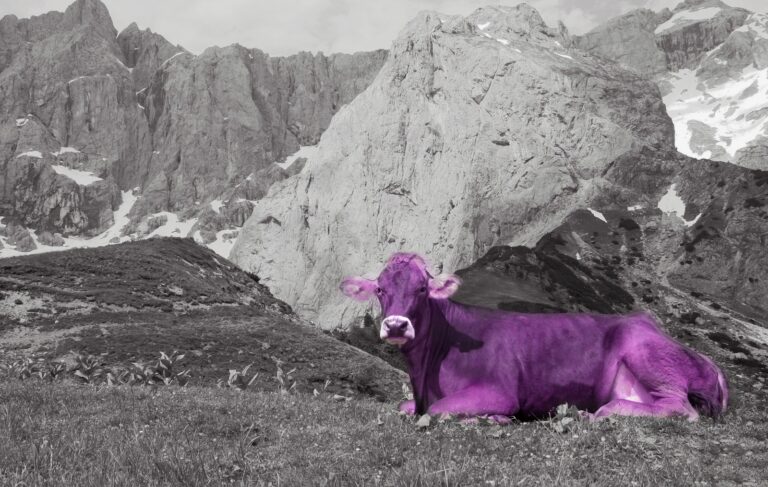 A purple cow sitting in grass by a mountain