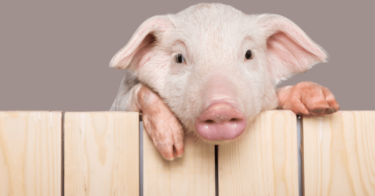 a pig looking over a fence