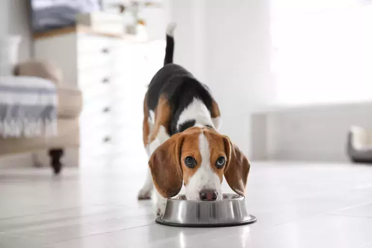beagle puppy eating out of a bowl