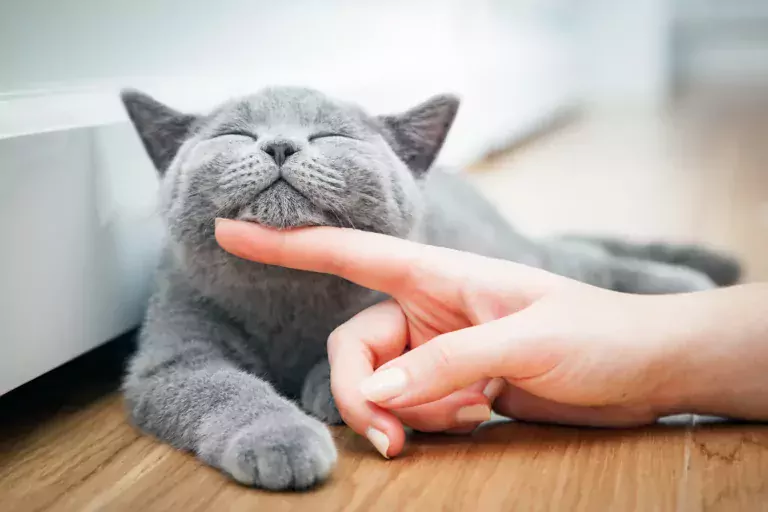 7 Tips for a Healthy and Happy Cat   and Owner -42